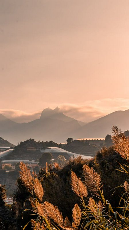 Sunset-lit mountain landscape with tall golden grasses in the foreground.