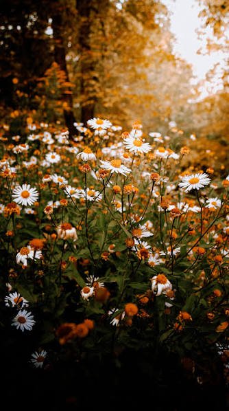 Close-up of white daisies in a sunlit field during golden hour with warm orange light.