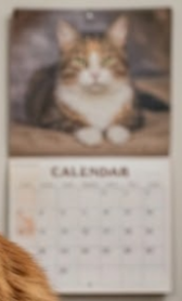 Cat photo calendar cover featuring a fluffy tabby cat.