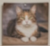 Cute fluffy tabby cat resting on a cozy blanket with a calm expression.