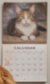 Cat photo calendar cover featuring a fluffy tabby cat.