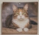 Cute fluffy tabby cat resting on a cozy blanket with a calm expression.