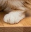 A close-up of a cat's white paw resting on a wooden surface.