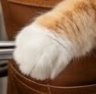 Close-up of an orange tabby cat's fluffy paw resting on a brown pot rim