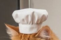Cat wearing a white chef hat, close-up on its head