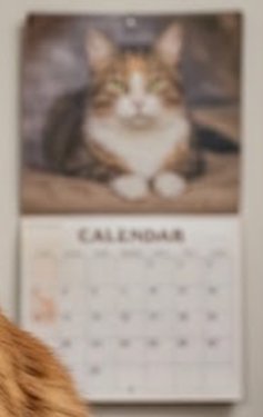 Blurry calendar featuring a tabby cat photo above the monthly calendar grid.