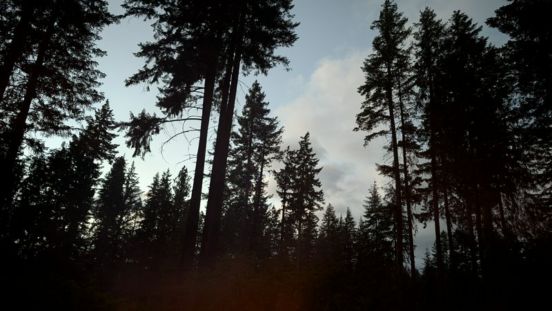 Low angle shot of tall evergreen pine tree silhouettes against a pale cloudy twilight sky, with f...