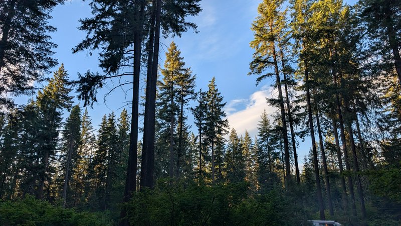 [Low upward angle view of tall evergreen conifer trees lit by golden hour sun against a bright blue cloudy forest sky]
