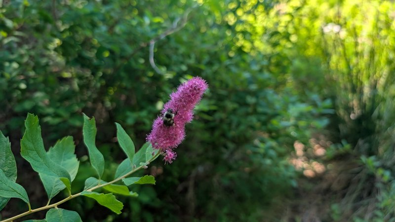 Bumblebee perched on a fuzzy magenta spiky wildflower, with sharp green leaves and blurred sunlit...
