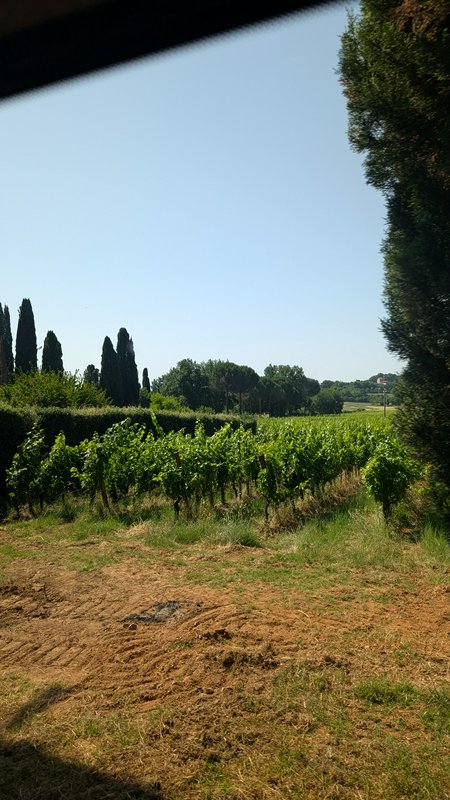 Shaded overlook view of sunlit vineyard rows, tall cypress trees, and clear blue Mediterranean co...