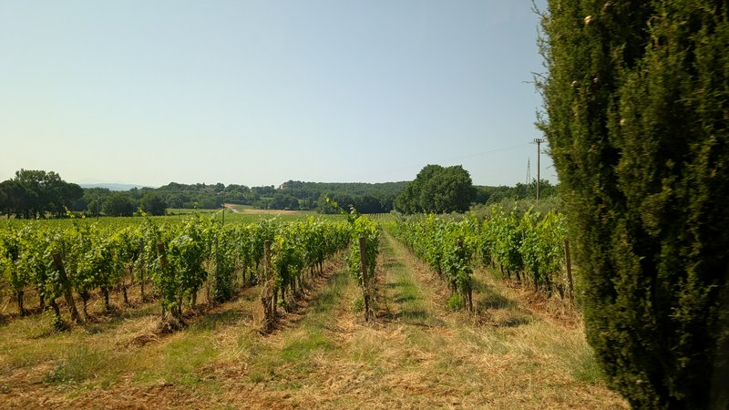 Perspective view down sunlit rows of grapevines in a rural vineyard, framed by tall cypress and d...