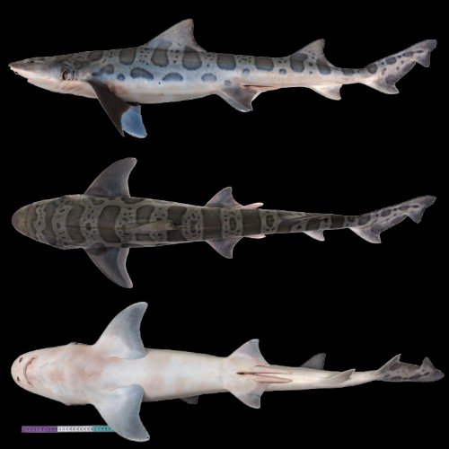 Three stacked anatomical views of a leopard shark specimen: side, dorsal, and ventral profiles ag...