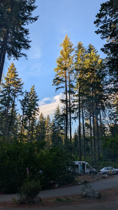 Tall sunlit evergreen pine trees tower over a shaded forest campground with a parked RV and car u...