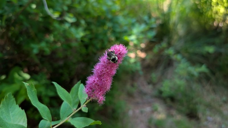 [Bumble bee perched on fuzzy bright pink spirea flower, blurred green woodland trail background]