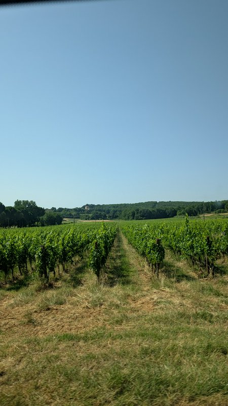 Straight rows of lush green grapevines stretch across a sunlit vineyard under a clear, cloudless ...