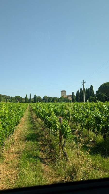 Sunny view from a vehicle of parallel green vineyard rows, a historic stone villa, and cypress tr...