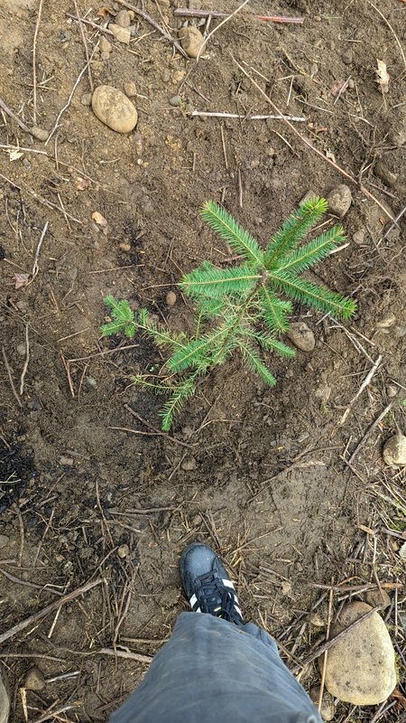 Top-down first-person view of a newly planted small evergreen sapling next to a gardener's leg on...