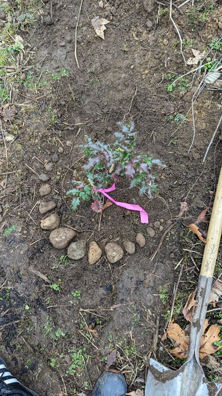 Newly planted holly seedling with a pink marker ribbon, bordered by stones next to a gardening sh...
