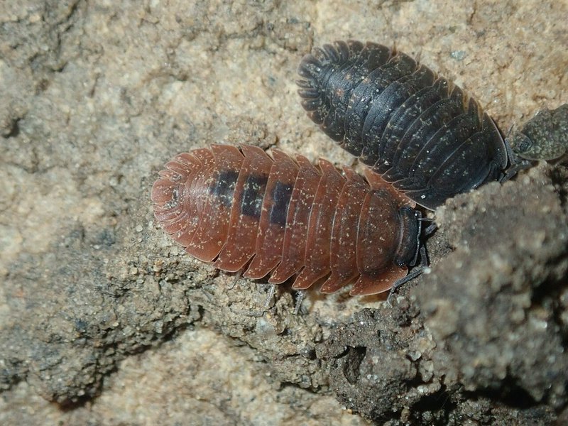 Macro shot of two speckled woodlice, one rust-red and one dark black, crawling on crumbly damp soil