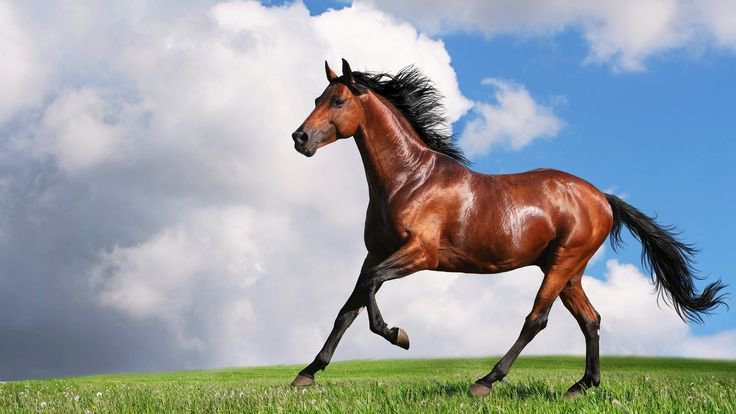 [Glossy bay stallion gallops across lush green pasture beneath bright blue sky with fluffy white clouds.]