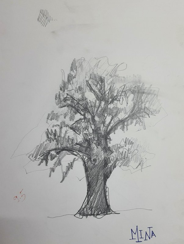 Loose hand-drawn pencil sketch of a large mature deciduous tree on plain drawing paper