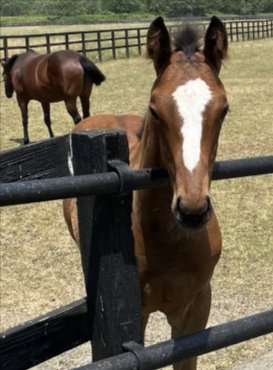 Curious chestnut foal with a white facial blaze leans over a black wooden pasture fence, adult ba...