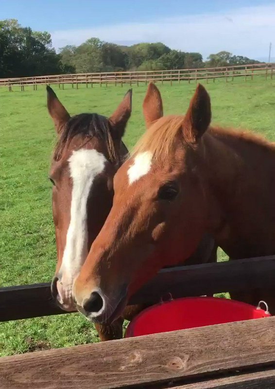 Two chestnut horses with white facial markings lean side-by-side over a wooden pasture fence next...