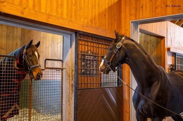 Two dark bay horses gaze at each other, one inside a wooden stall and one standing in a warm eque...