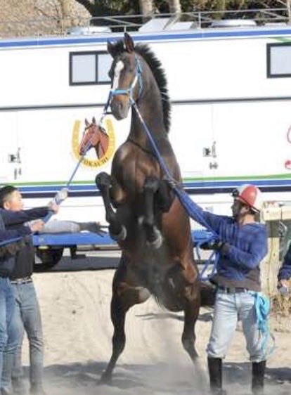 Dark bay horse rearing on its hind legs as two handlers hold its blue lead lines next to a horse ...