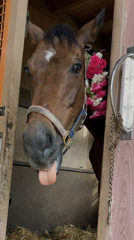Playful bay horse sticks its tongue out while peeking from a stable doorway, with a pink flower b...