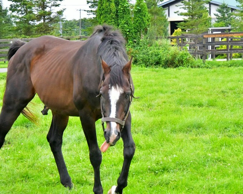 Dark bay horse with white facial blaze sticks its tongue out while standing in a lush green farm ...