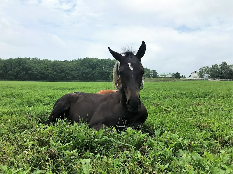 Dark brown foal with a small white forehead marking rests lying in a lush green pasture, facing t...