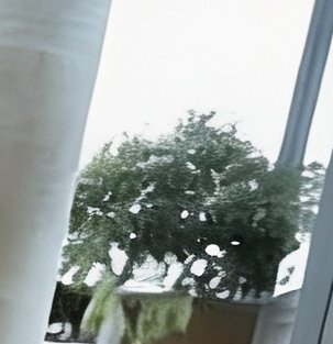 Rain-spotted residential window looking out at a dense leafy green tree under bright overcast rai...