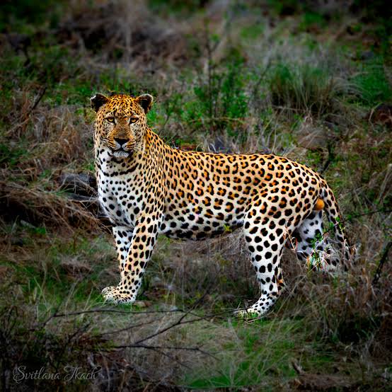 Alert adult African leopard stands facing the camera in grassy savanna undergrowth, displaying its distinctive spotted ros...