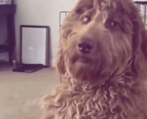 Close-up of a fluffy apricot goldendoodle with a deadpan skeptical expression staring directly at...
