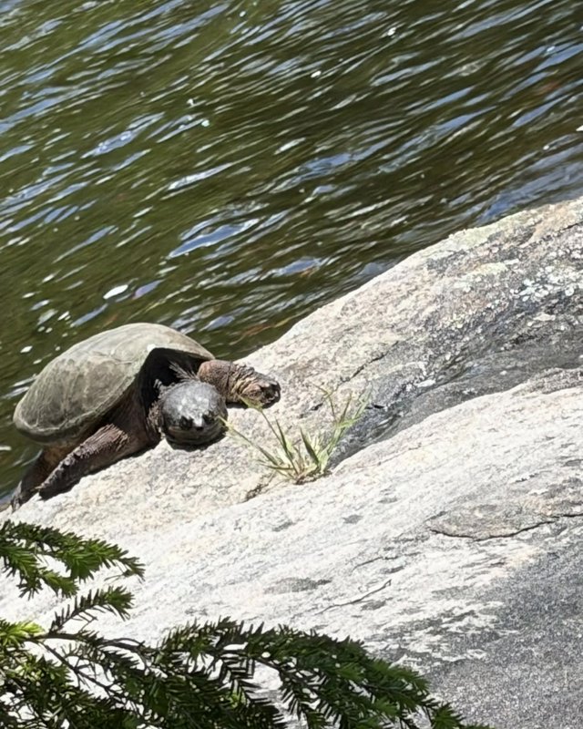 [Large common snapping turtle basking on a sunlit sloped rock at the edge of rippled green pond water, facing the camera]