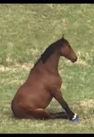 Funny optical illusion of a bay horse appearing to sit upright like a human on a grassy pasture.