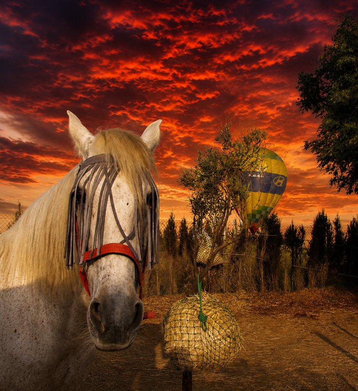 Close-up of a dappled white horse with a fringed fly mask, set against a fiery red sunset sky wit...