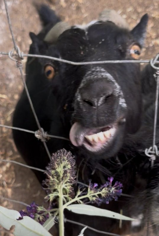 Close-up of a silly black horned goat sticking its tongue out while peering through a wire fence ...