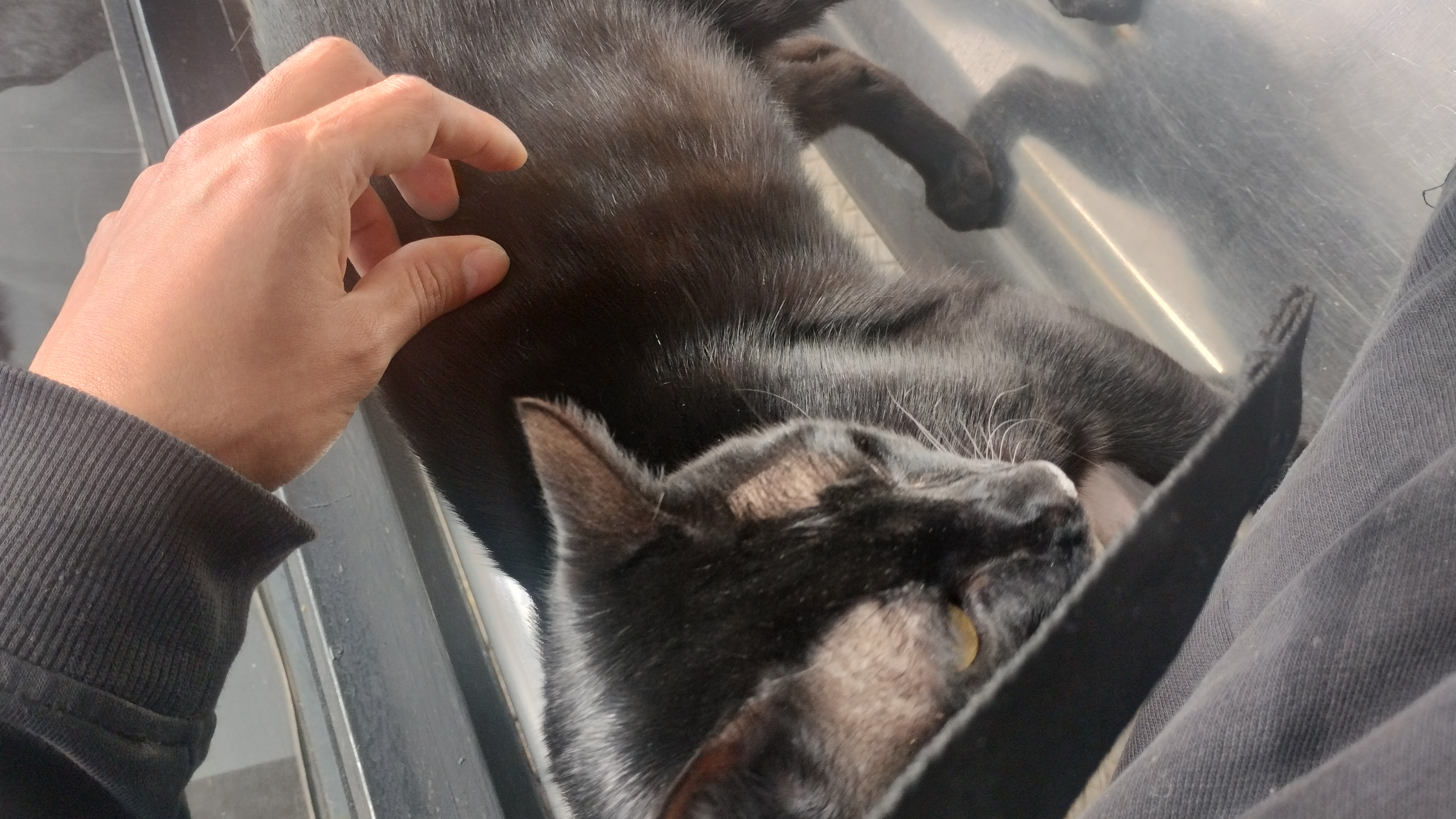 Hand gently petting a relaxed black cat lying on its back on a metal exam table