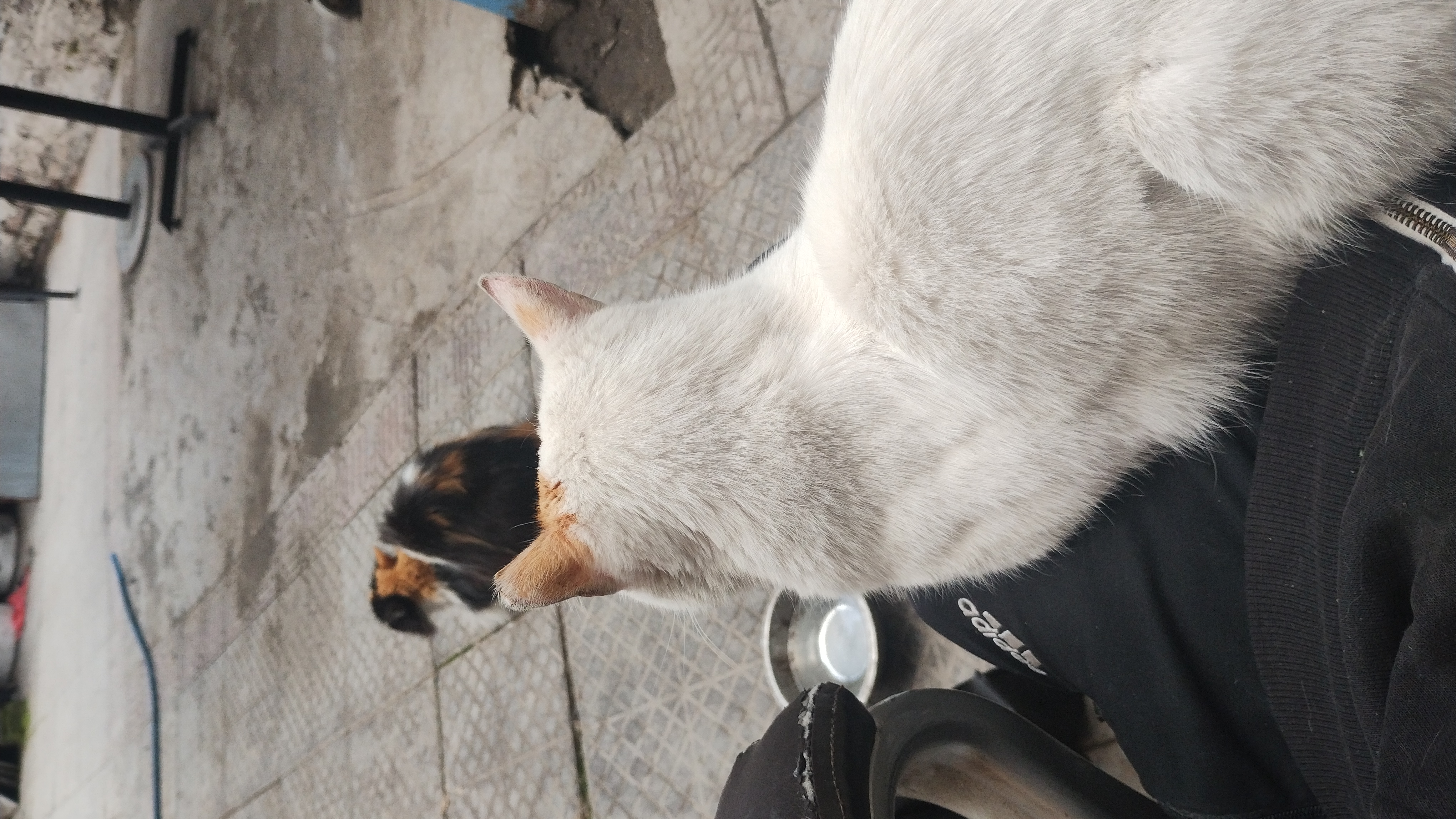 Overhead view of a white orange-marked cat on a person's lap looking down at a calico cat on tiled patio flooring