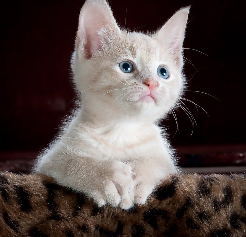 Adorable pale cream kitten with bright blue eyes rests paws on a plush spotted fuzzy surface agai...