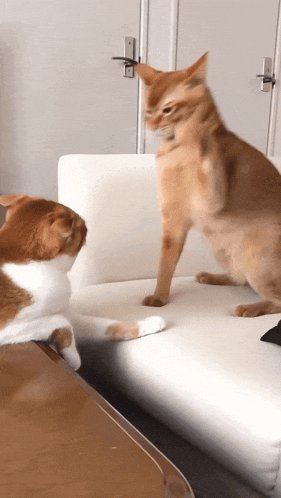 Two orange cats face each other in a standoff, one on a white couch as the other leans across a w...