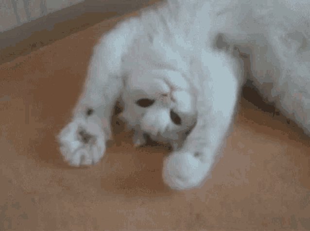 Fluffy white domestic cat laying upside down, stretching front paws out on a warm brown indoor floor