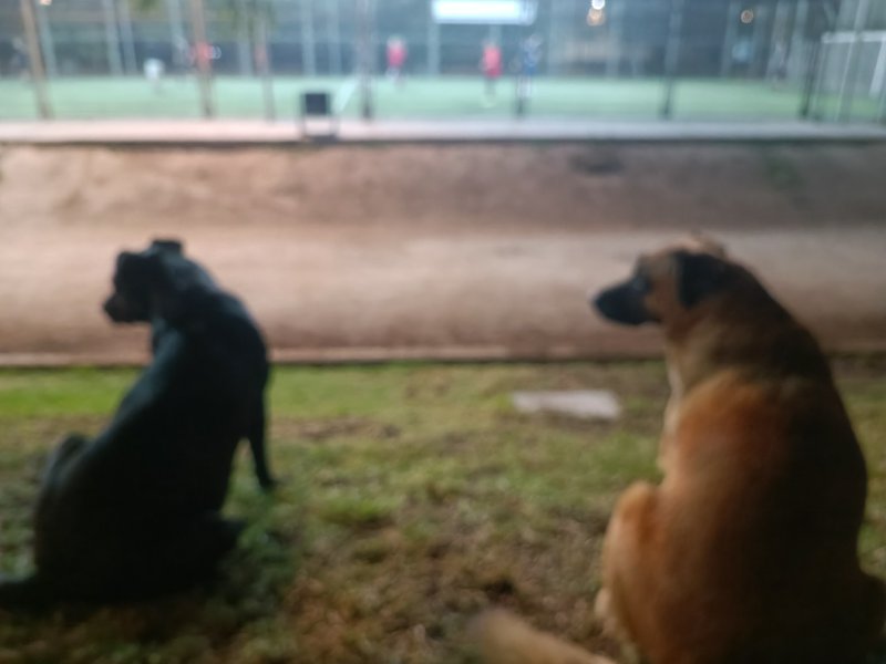 Two sitting black and tan dogs watch a soccer match from grass outside a fenced sports field at d...