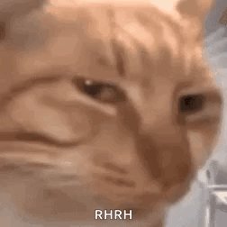 Blurry close-up of a smug ginger tabby cat face with RHRH text at the bottom