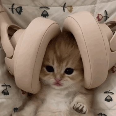Tiny pouty ginger kitten with large beige over-ear headphones framing its head on a floral blanket