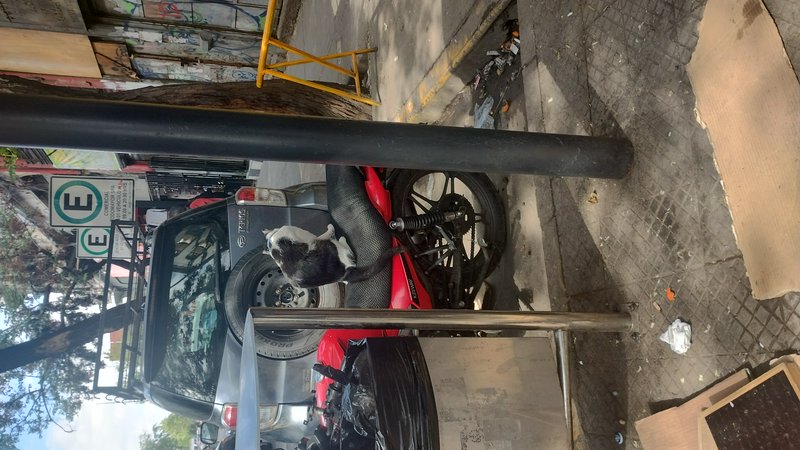 Black and white tuxedo cat resting on the seat of a parked red motorcycle on a city sidewalk