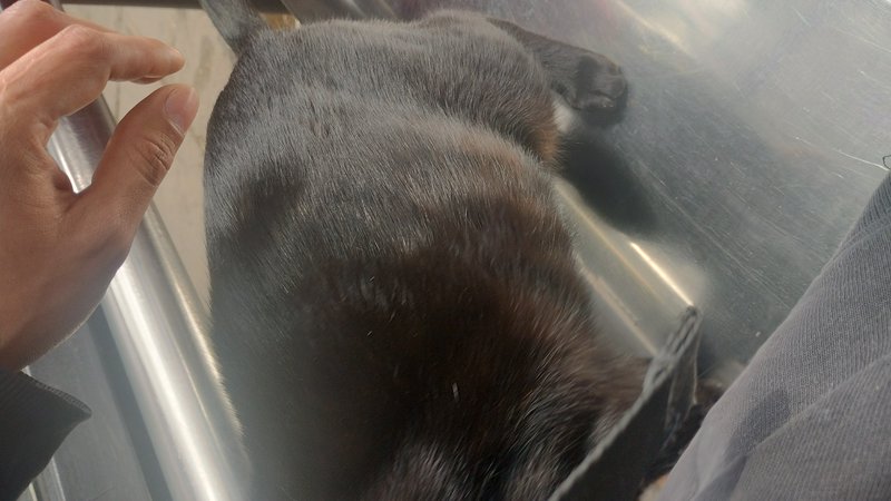 A person's hand hovers gently near a tiny dark-furred newborn puppy resting on a stainless steel ...