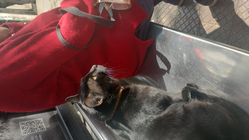 Dark domestic cat lying on a metal bench looks up at a person in a red sweater on a sunny day